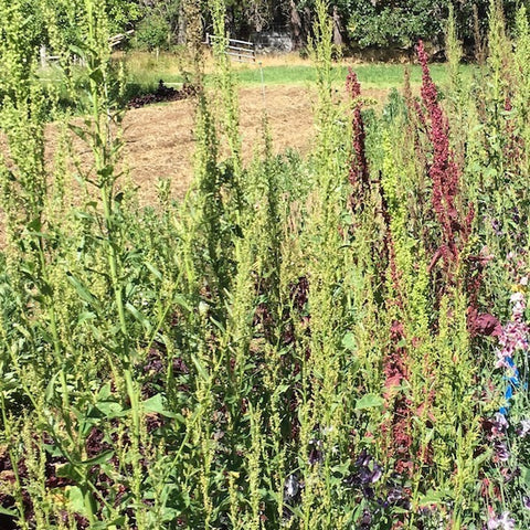 Orach, Plume Series