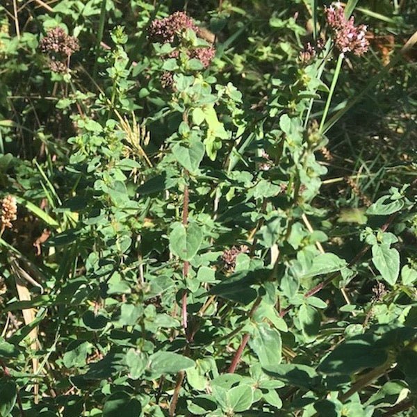 Italian Oregano, organic, open pollinated, culinary herb