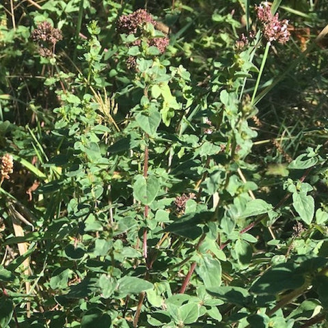 Oregano, Italian