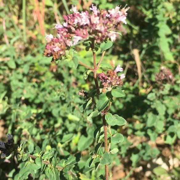 Oregano, Italian