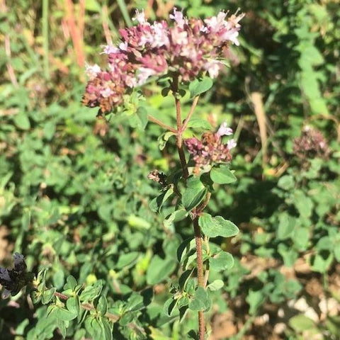 Oregano, Italian