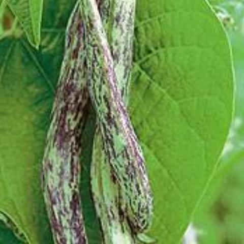 Beans, Oregon Giant Pole/Snap