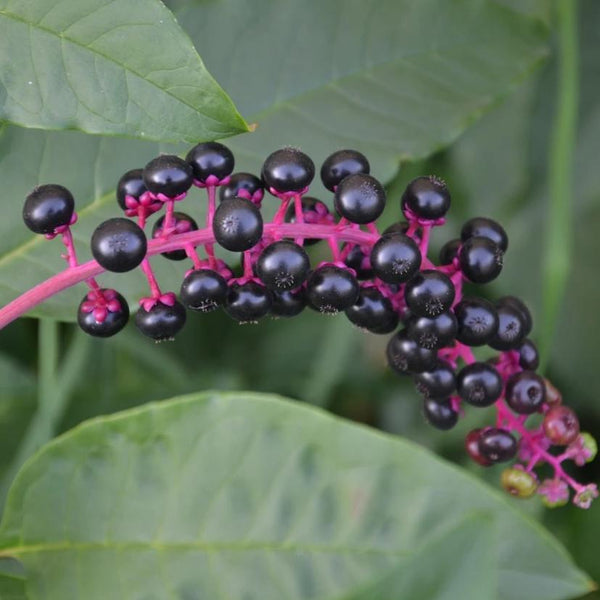 Poke Berry
