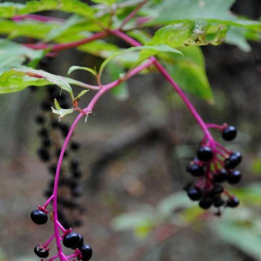 Poke Berry