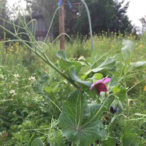Peas, Magnolia Blossom