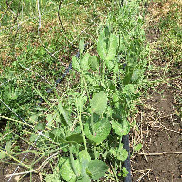 Peas, Magnolia Blossom
