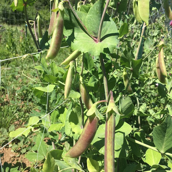 Spring Blush Peas, organic, open pollinated