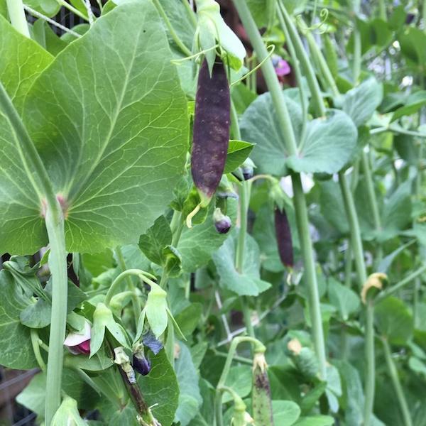 Peas, Sugar Magnolia
