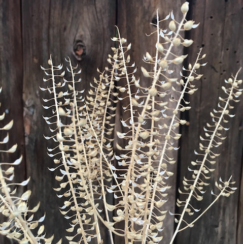 Pennycress