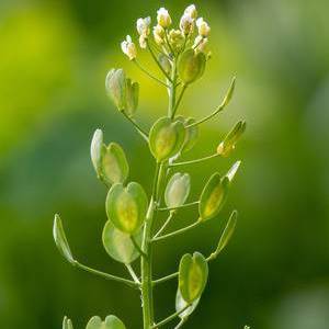 Pennycress
