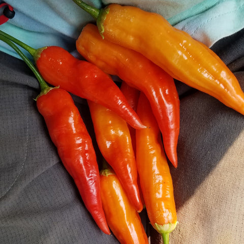 Pepper, Aji Cristal