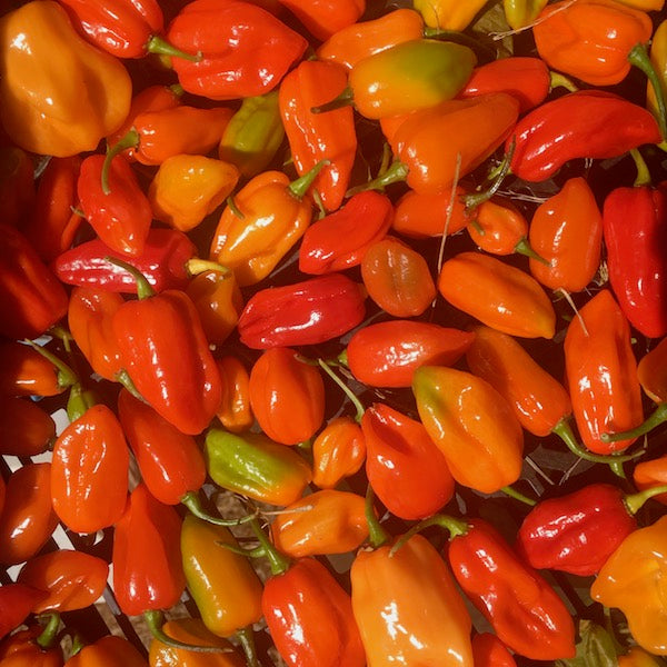 Aji Dulce Chili, organic, open pollinated, heirloom