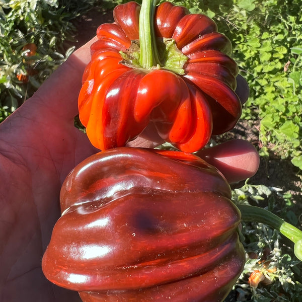 Pepper, Variegated Chocolate Mini-Bell