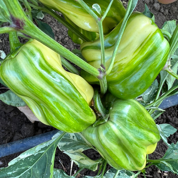 Pepper, Variegated Chocolate Mini-Bell
