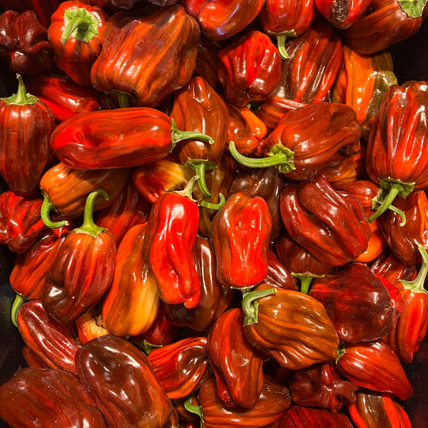 Pepper, Variegated Chocolate Mini-Bell