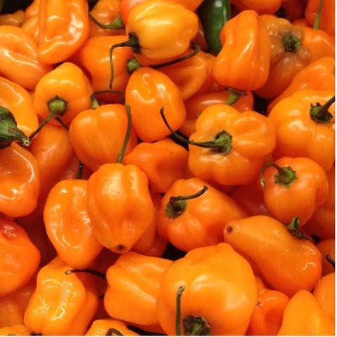 Pepper, Magnum Habenero
