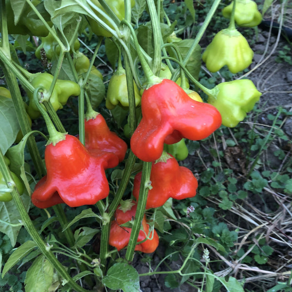 Pepper, Nepali
