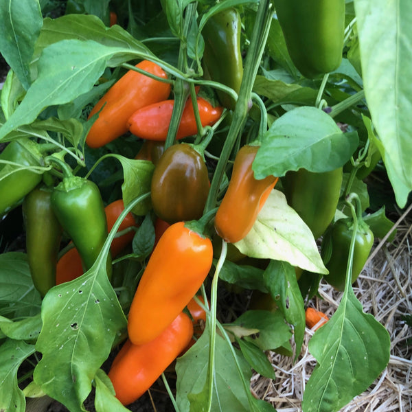Pepper, Orange Picnic