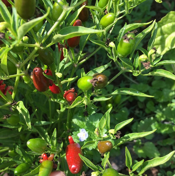 Pequin Pepper, organic, open pollinated