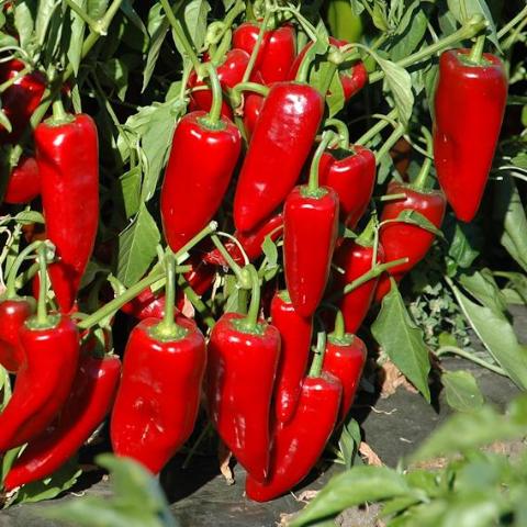 Pepper, Stocky Red Roaster