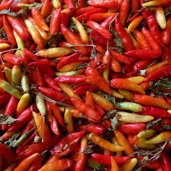 Tabasco Pepper, organic, open pollinated