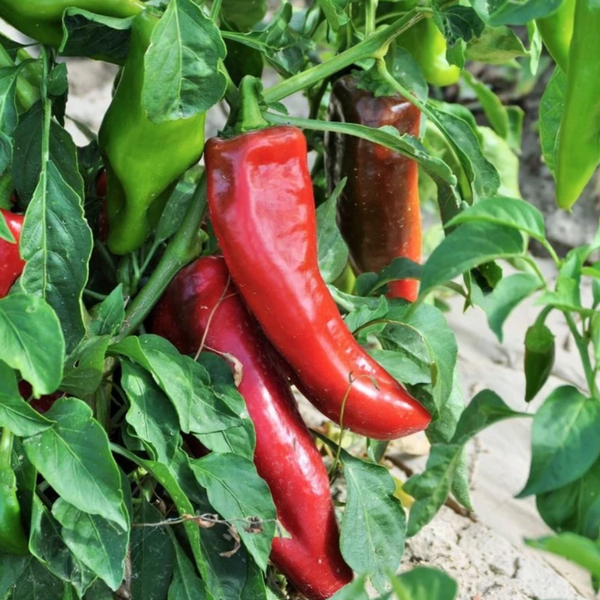 Pepper, Corno di Toro