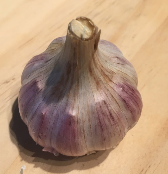 Garlic Sampler, Hardneck - Certified Organic