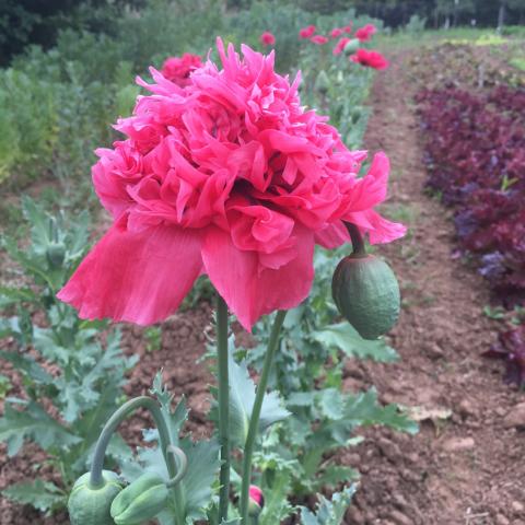 Poppy, Pink Peony Mix