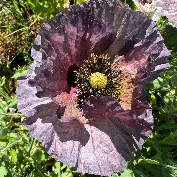 Poppy, Amazing Grey Shirley
