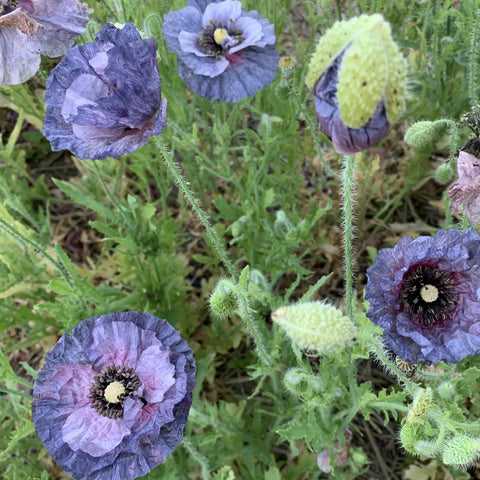 Poppy, Amazing Grey Shirley