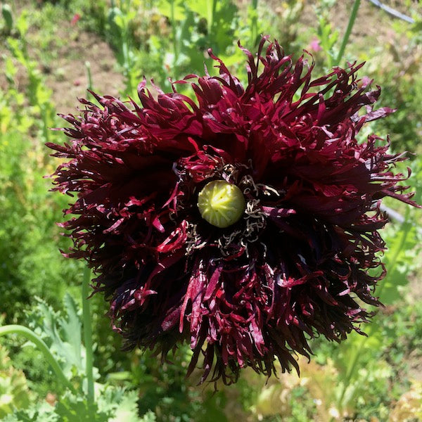 Poppy, Black Swan, organic, open pollinated, cut flower