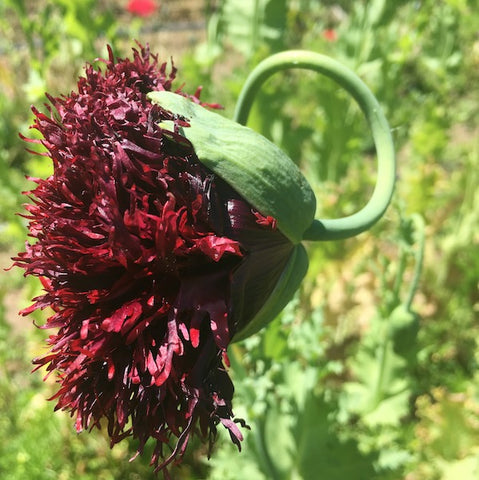Poppy, Black Swan