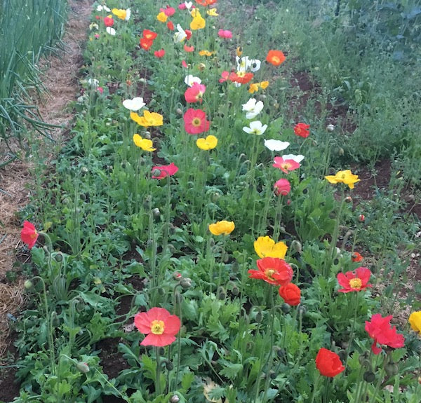 Iceland Poppy, organic, open pollinated, cut flower