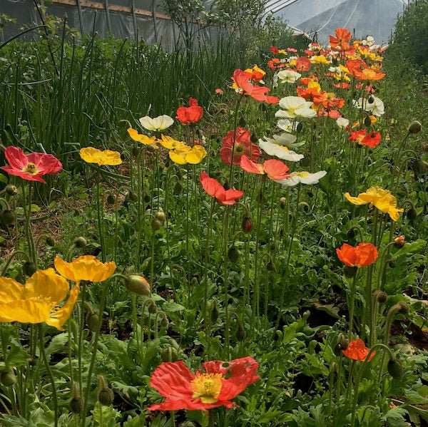 Iceland Poppy, organic, open pollinated, cut flower