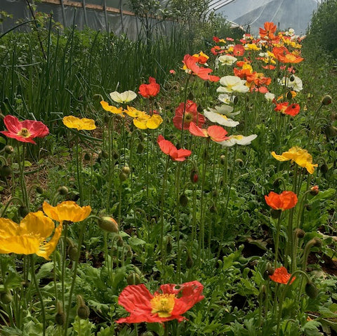 Poppy, Iceland, Champagne Bubbles Mix