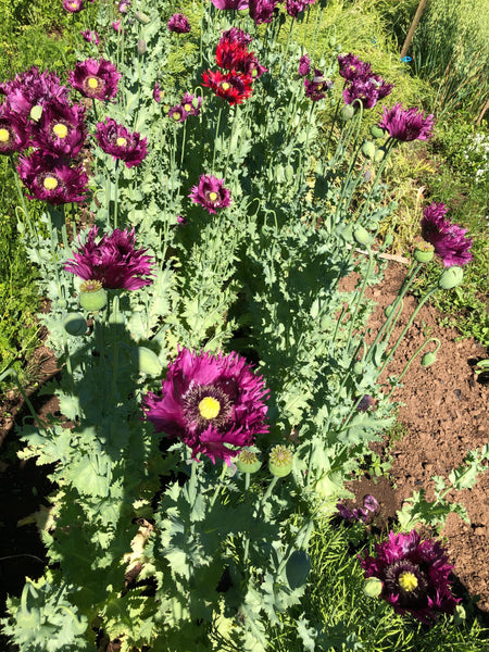 Poppy, Jimi's Purple Haze