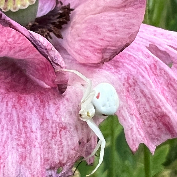 Poppy, Double Mixed Shirley