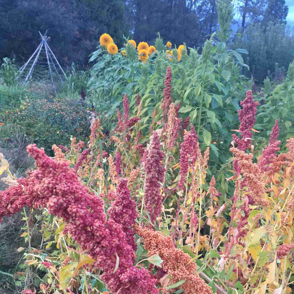 Quinoa, Brightest Brilliant