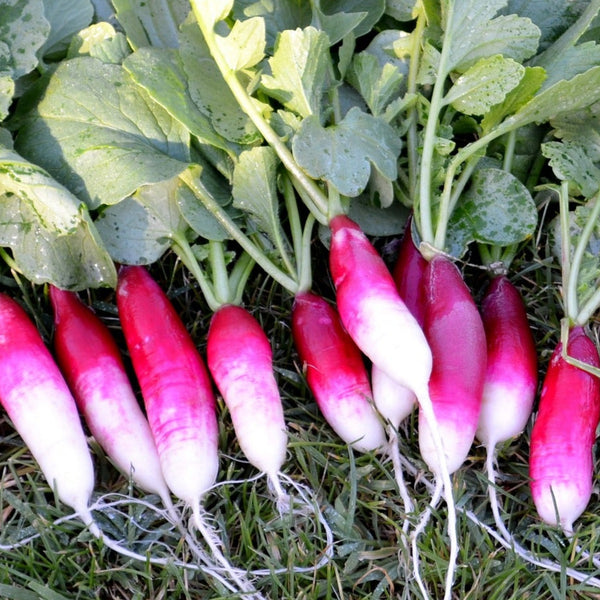 Garden Plan Seed Bundle