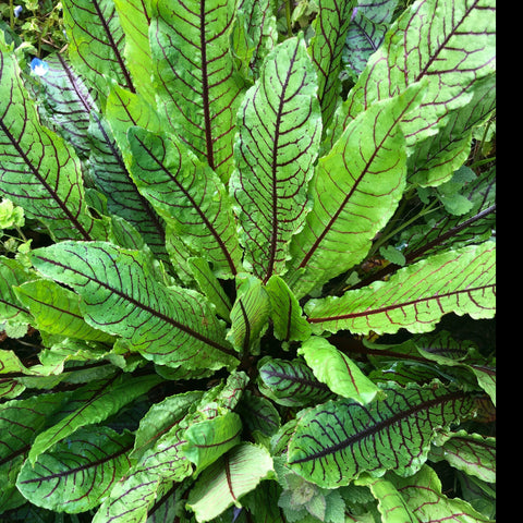 SORREL, Red-veined
