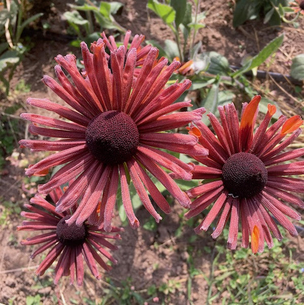 Rudbeckia, Chim Chiminee, organic, open pollinated, cut flower