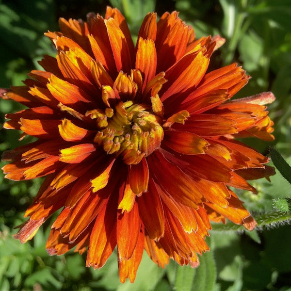 Rudbeckia, Josie, organic, open pollinated, cut flower