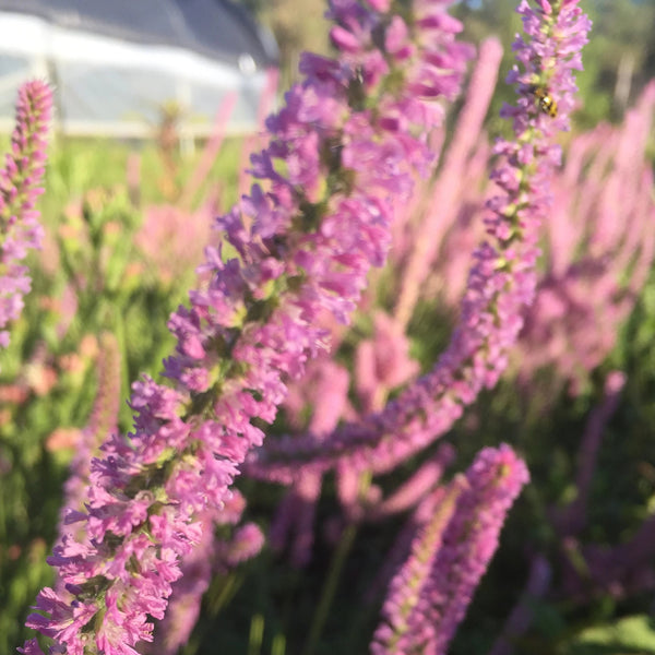 Russian Statice, organic, cut flower