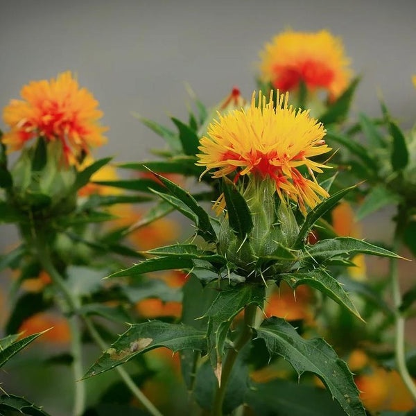 Safflower, Orange