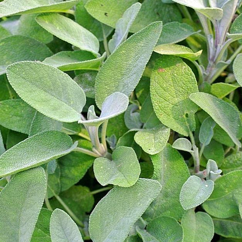 Sage, Culinary garden