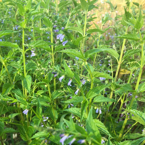 Skullcap