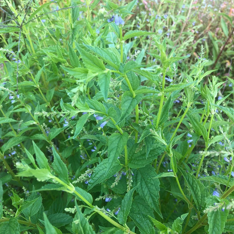Skullcap