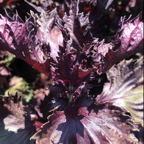 Perilla, Red Shiso