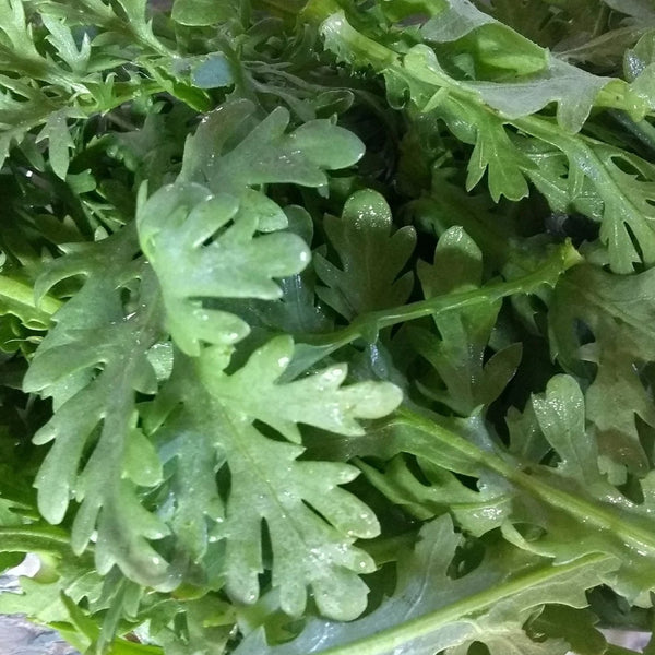 Shungiku, Edible Crysanthemum