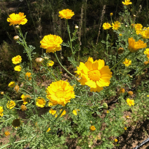 Shungiku, Edible Crysanthemum